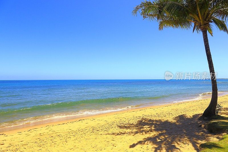 天堂:Praia do Forte，巴西东北部巴伊亚，田园般的热带海滩